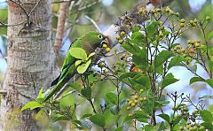 Olive-throated Parakeet